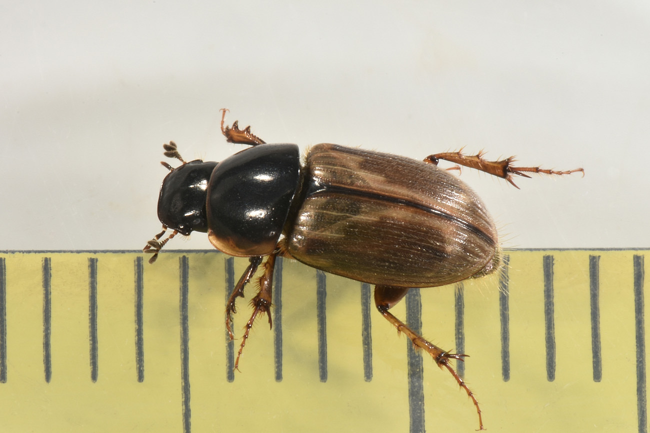 Aphodiidae: Melinopterus prodromus m & f ?  Sì !